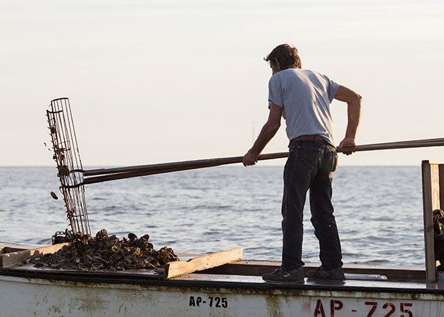 An oyster farmer harvesting oysters in the Gulf of Mexico off of Apalachicola, Florida.